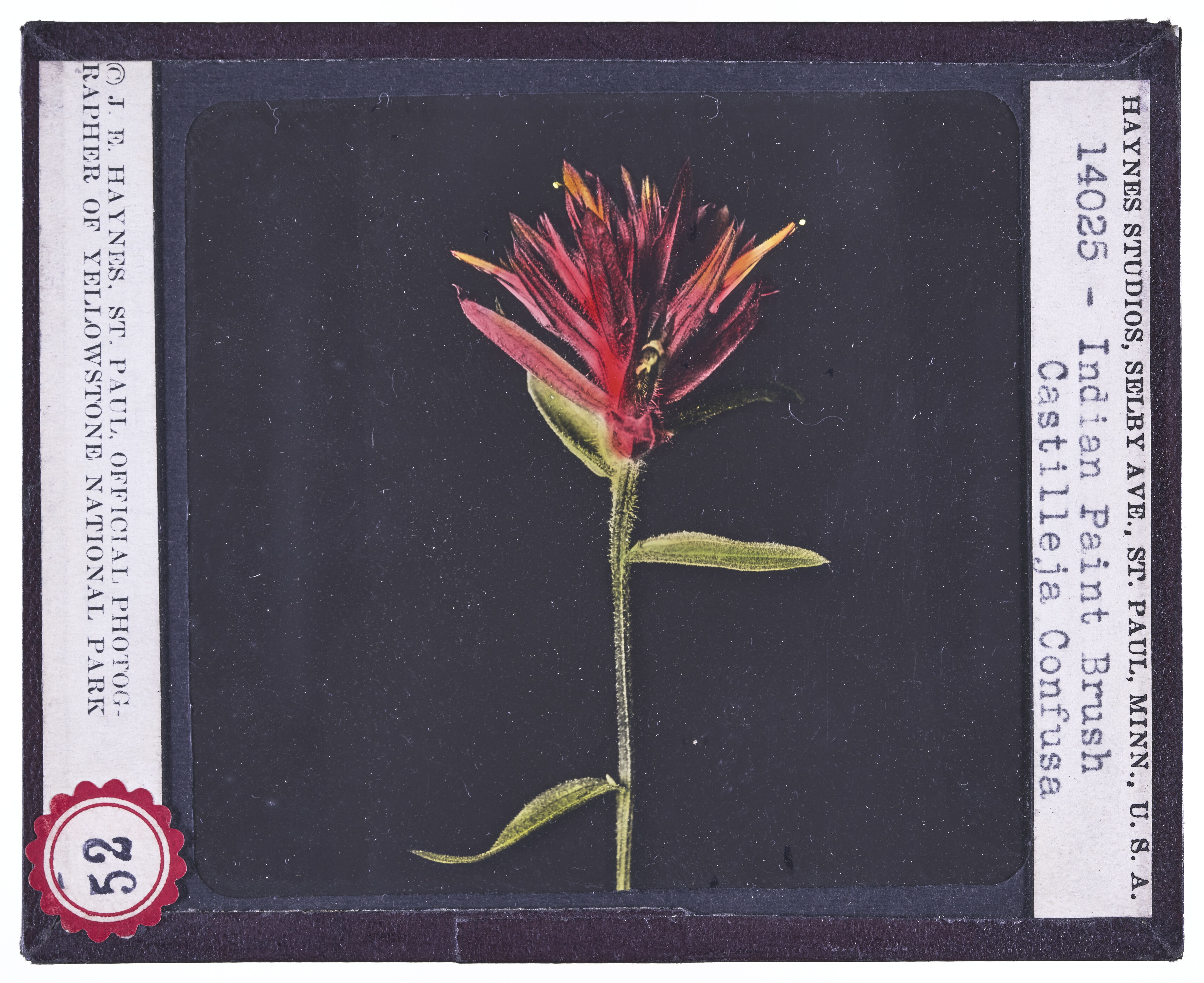 Indian Paint Brush