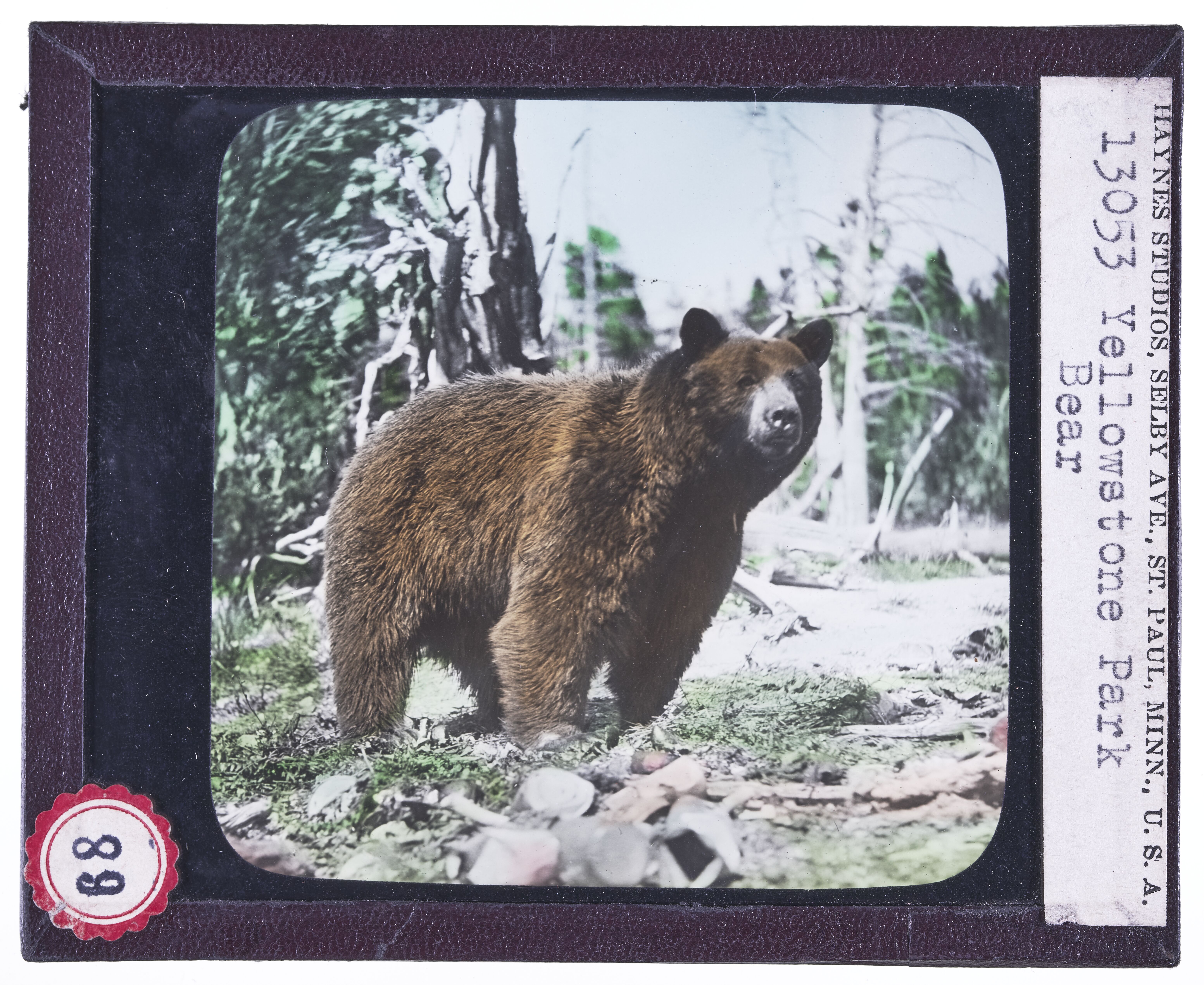 A Park Bear