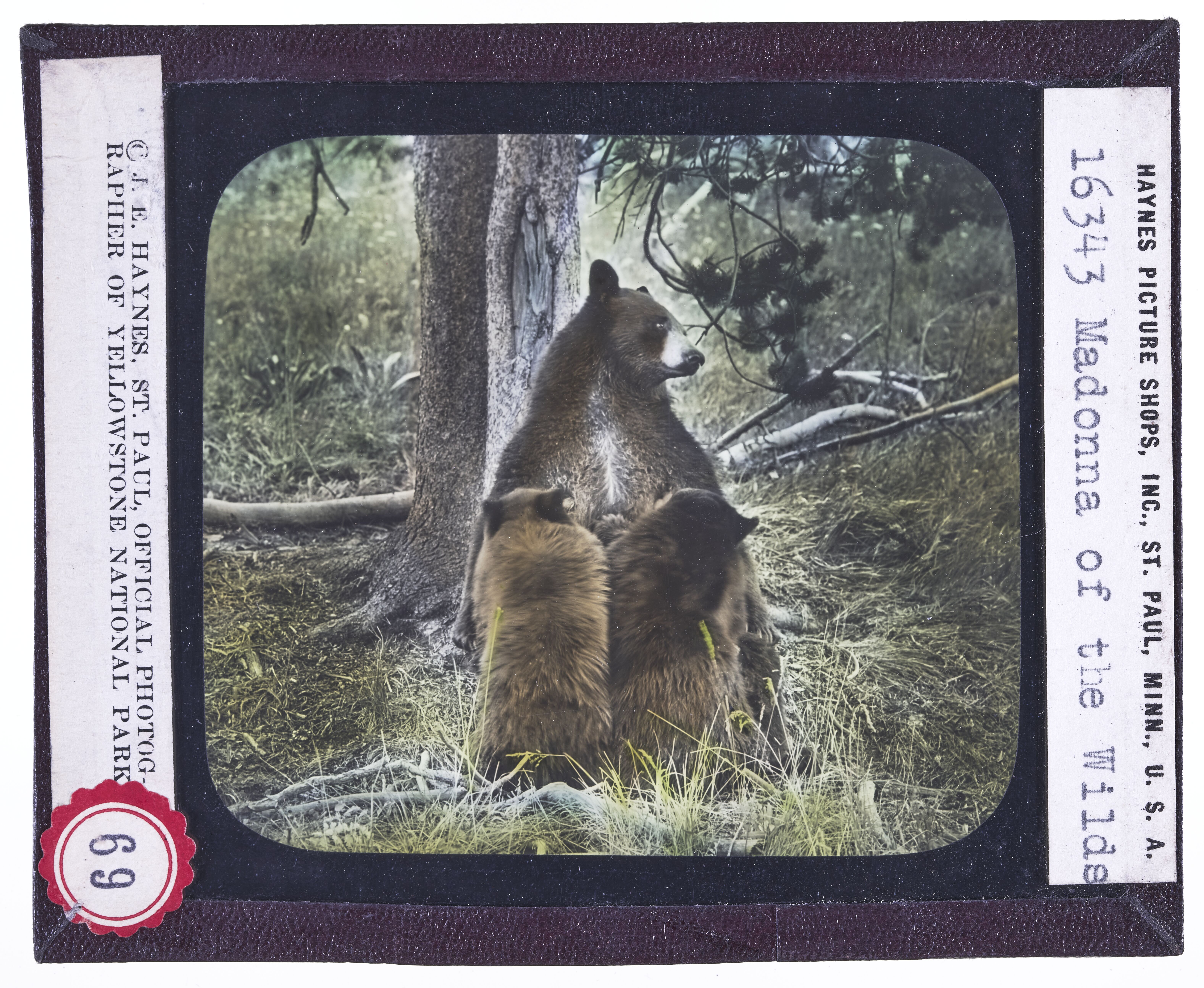 The Woman Bear