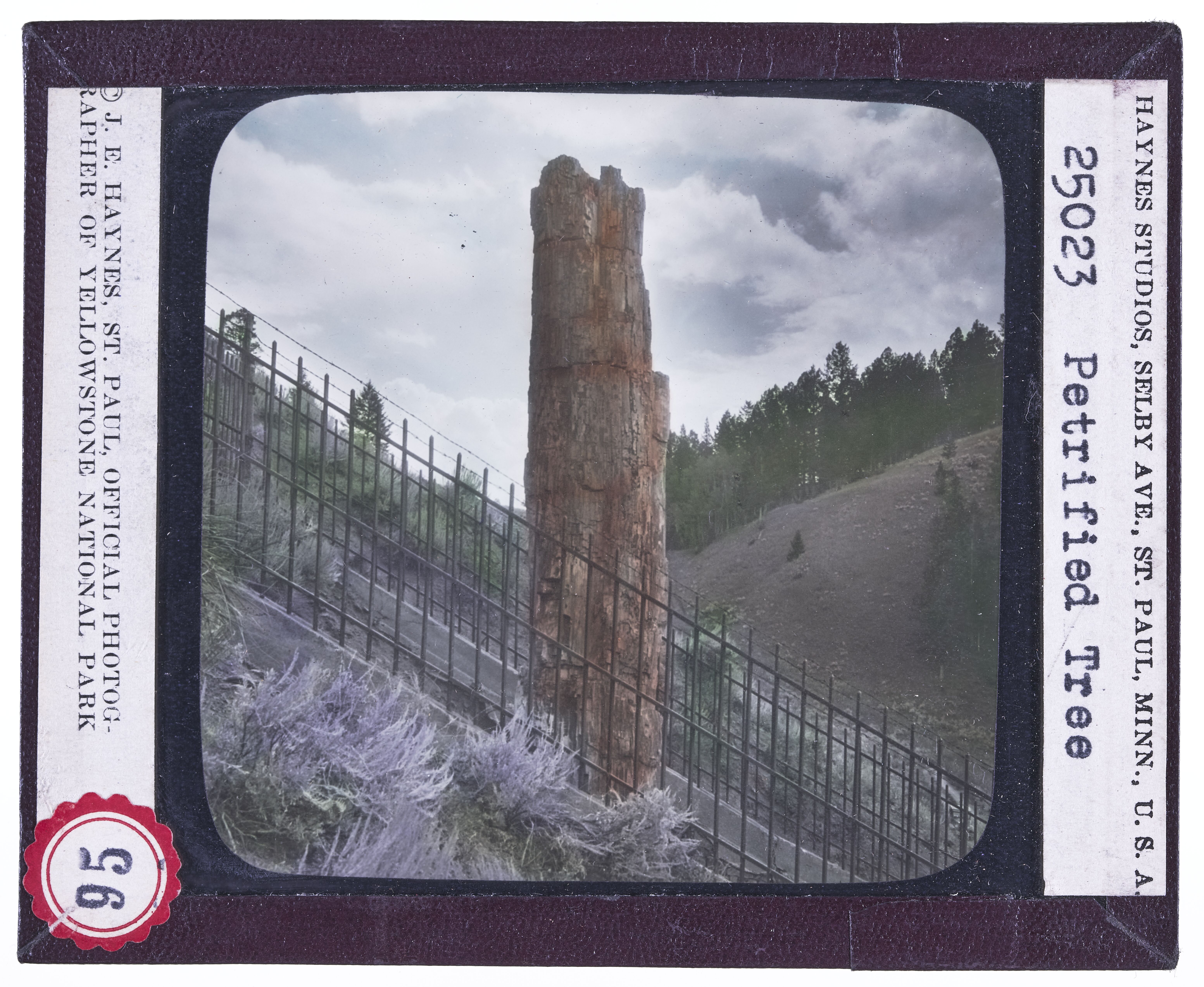 Petrified Tree