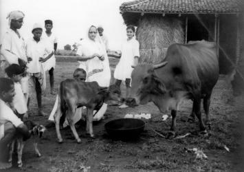 Feeding cows